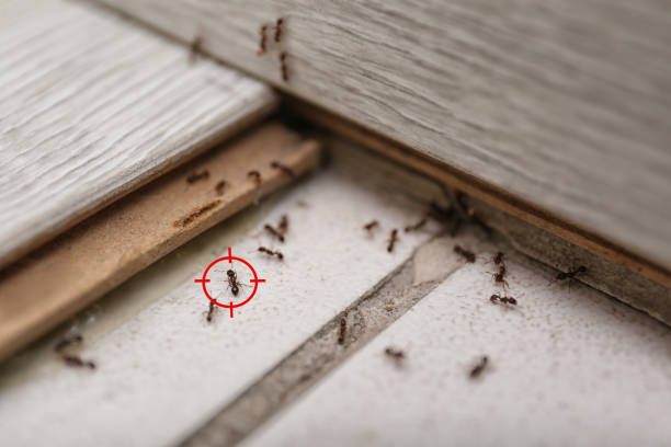 Best Pest Inspection Near Me  in Mills River, NC