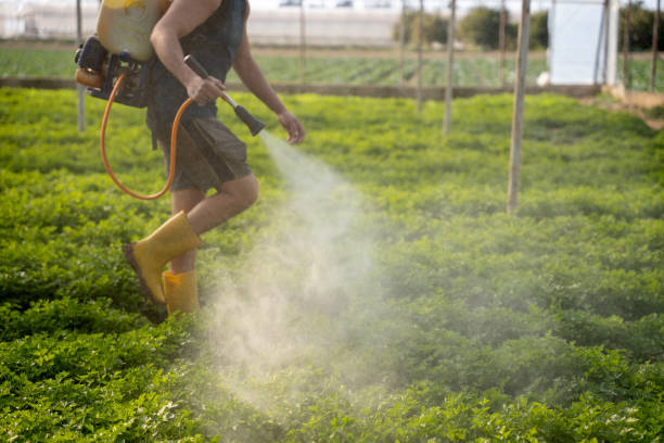 Best Wasp Removal Services  in Mills River, NC