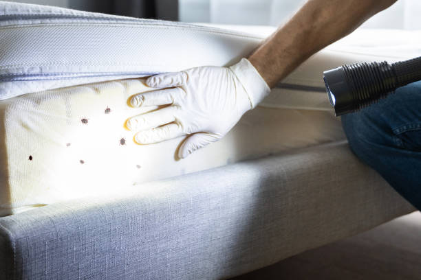 Best Emergency Pest Control  in Mills River, NC