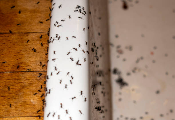 Best Rat Extermination Near Me  in Mills River, NC