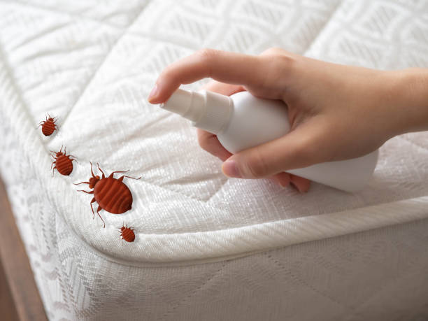Trusted Mills River, NC Pest Control Experts