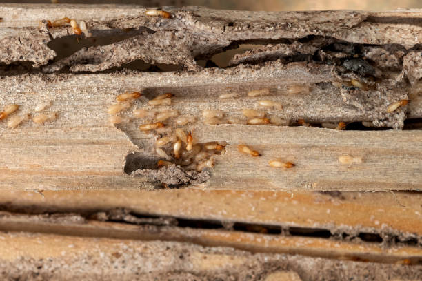 Wasp Removal Services in Mills River, NC