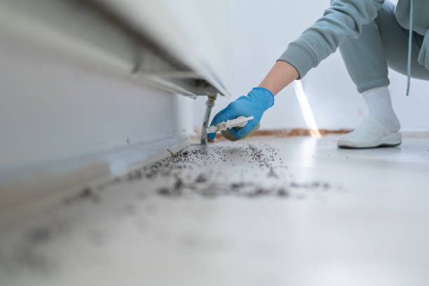 Best Pest Prevention Services  in Mills River, NC